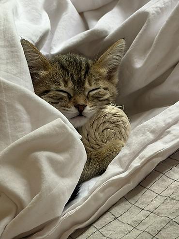 Отдам котенка в добрые руки 5 месяцев . Мальчик . Из-за переезда в