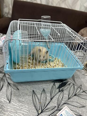 yem qabları: Hamster və qəfəs dəsti - Növ: kiçik ev heyvanı – gold hamster - Rəng — 2