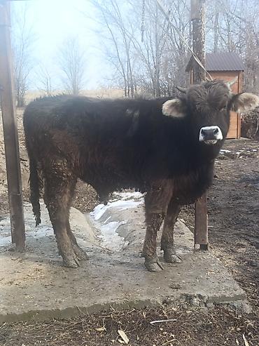 Коровы, быки: Продаю | Бык (самец) | На откорм — 7