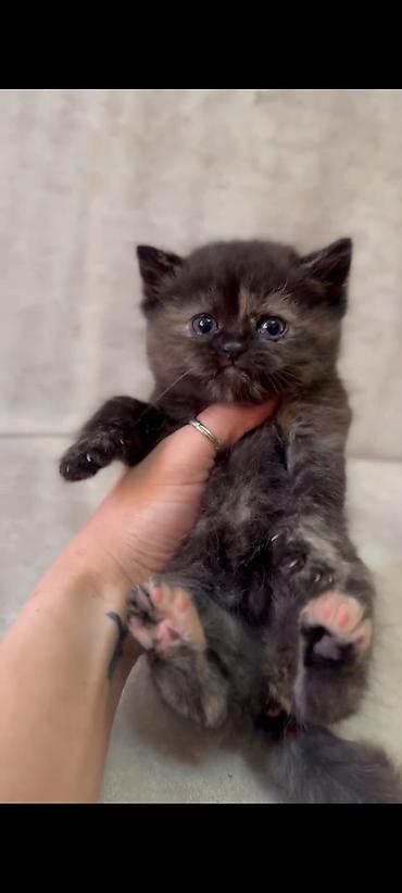 Кошки: Ragdol British cins bebelerimiz satılır 3dene ağ erkekdi- qara olan — 7