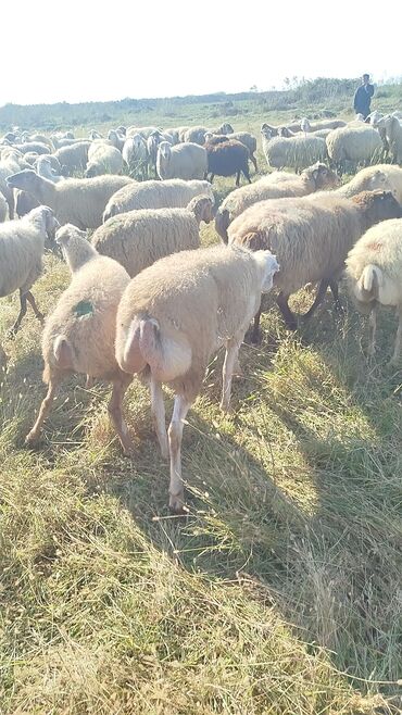 Qoyunlar, qoçlar: Dişi, il: 1, 50 kq, Damazlıq, Ünvandan götürmə — 10