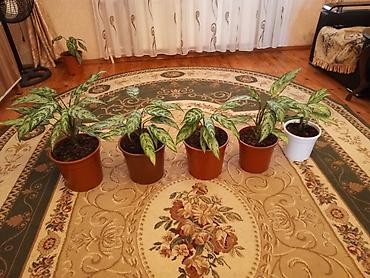 sitili: Aglaonema (Çin həmişəyaşılı) otaq bitkiləri - Növ: Aglaonema — 1