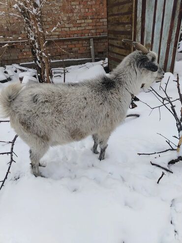 Козы, козлы: Продаю | Коза (самка), Козлёнок | Для разведения, Для молока | Котные — 3