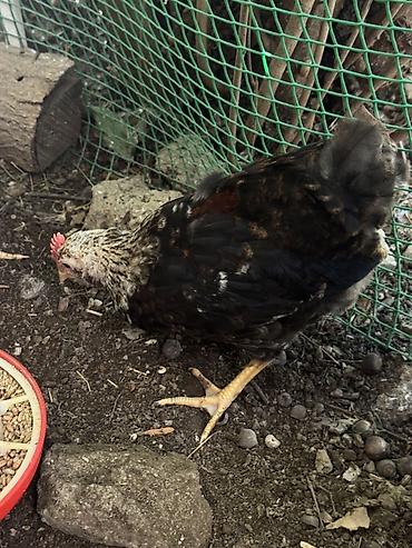 cucə badamdar: Həyət toyuğunun yumurtasından çıxan tam sağlam təbii 2aylıq xoruzlar — 6
