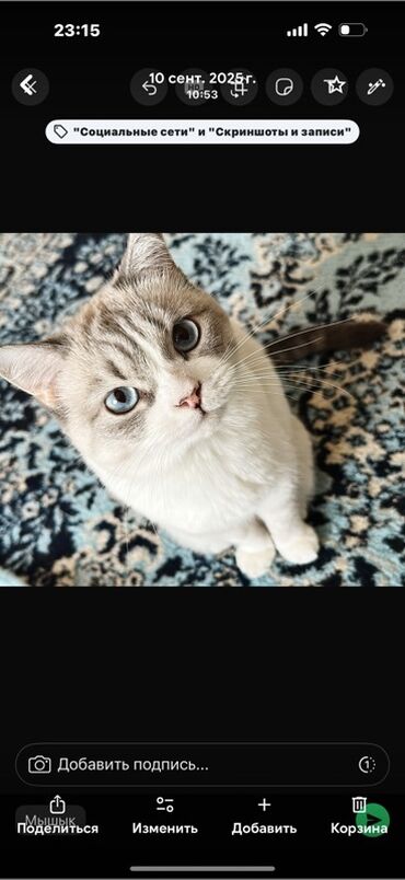 британец золотая шиншилла цена: Плюшевая кошка с голубыми глазами (окрас колор-пойнт/линкс-пойнт)