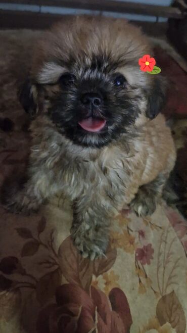 it sekilleri balaca: Pekines, 2 ay, Erkek