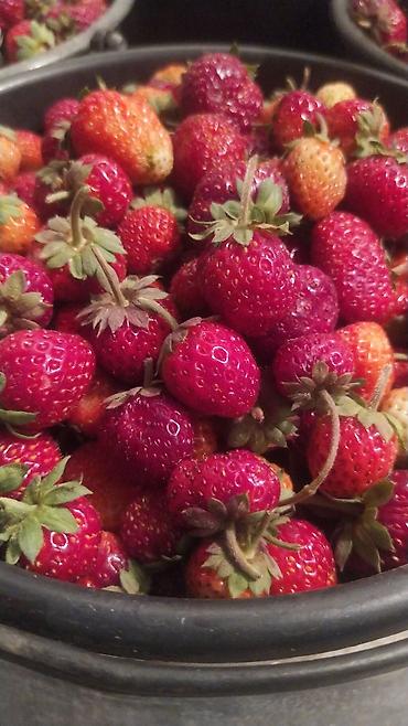 Клубника: Клубника — 25