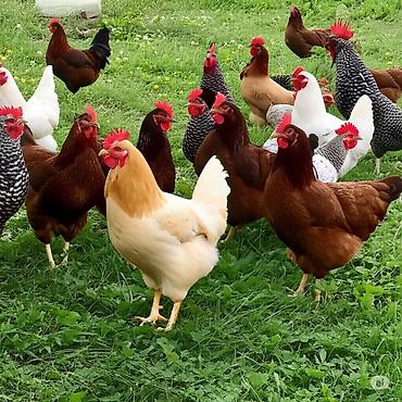 Куры, петухи: Продаю | Куры | Домашняя | Несушки — 2