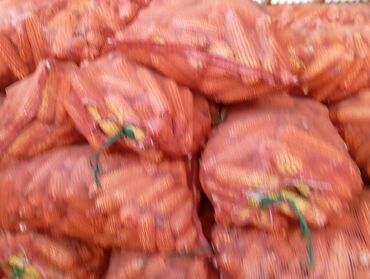ветеринар бишкек цены: Продаю кукурузу в порчатках в сетках сорт Андромеда Турция и Лидер