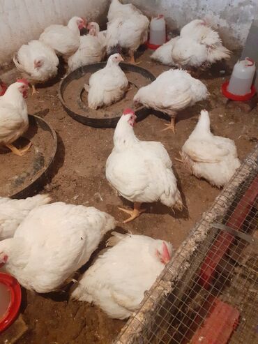Другие с/х животные: Бролеры живой вес турками по250с за 1 кг.на заказ делаю копченых