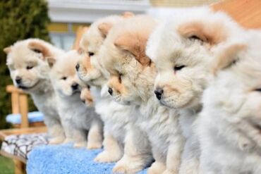 Psi: Chow chow-cau cau! stenad najlepsi poklon otac m- lav chsrb 3x caca — 4