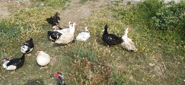 Digər quşlar: Salam hamiya bele yerli lal öredek var erkek diisi satilir ymurdluyur