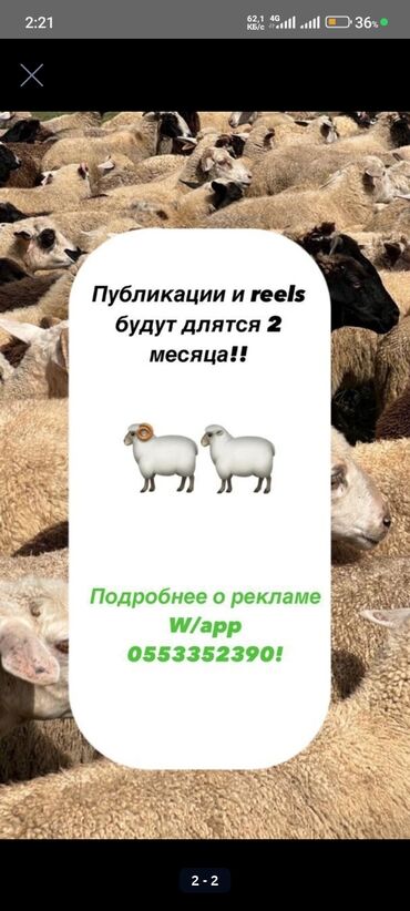 лекарство для животных: Уважаемый Жаамат, я размещаю рекламу продажи баранов в Instagram