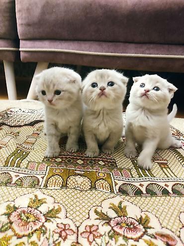 Pişiklər: Britan yastı qulaq — 1