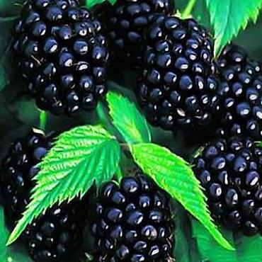 Другие виды семян и саженцев: Натчез Ежевика безшипная Рассада в горшках ЗКС Саженцы в наличии и — 6