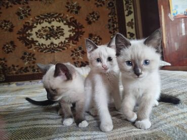 животные кошки: Кошка даром: Сиамская, 2 месяца, Девочка