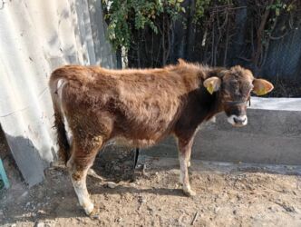 животные в добрые руки: Продаю | Бык (самец), Тёлка