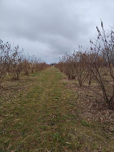 Torpaq sahələrinin satışı: Kənd təsərrüfatı -da lalafo.az — 3 Torpaq sahələrinin satışı: Kənd təsərrüfatı — 3