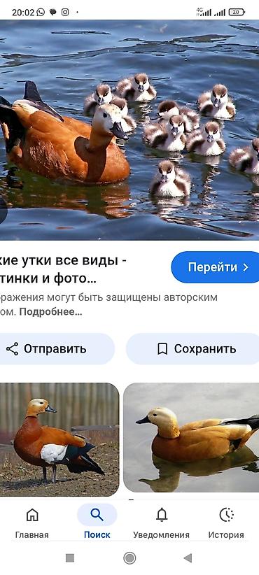утки куплю: Огарь (рыжая утка) – декоративна за всех 15000тёмные крылья - — 1