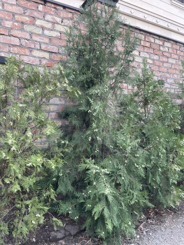 лавровое дерево купить: Живая изгородь из хвойных кустарников/деревьев (похожие на