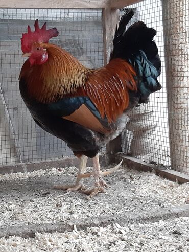 bakida cins ineklerin satisi: Xoruz, il: 3, Ünvandan götürmə