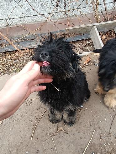 Продажа собак: Отдам в добрые руки!. Щенки маленькой породы/метиса. Пушистая шерсть — 1