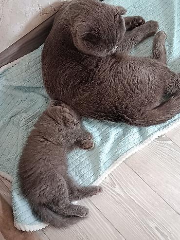 голуби: Шотландский вислоухий кот(Scottish Fold), - Вязка Мальчик серый — 1