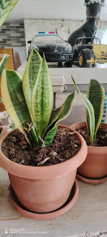 zolotoy us bitkisi: Sansevieria (Qayın dili) – qızılı kənarlı, zolaqlı yaşıl yarpaqlı — 6