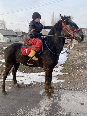 Лошади, кони: Продаю | Жеребенок | Для разведения — 11