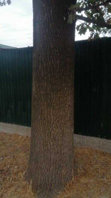 куплю мебель бу: Продам дуб at lalafo.kg куплю мебель бу: Продам дуб