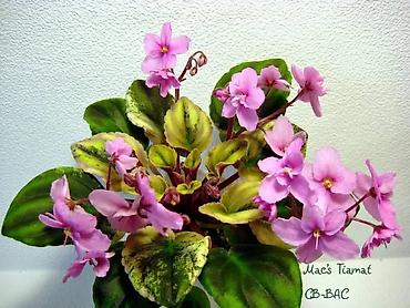мирт растение: Продаю деткистартеры сортовых фиалок🌺🌿🌺. От 100сом. Есть взрослые — 10