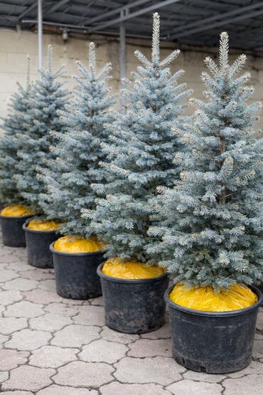 Декоративные деревья: Продаются елки🌿🌲 От 1м до 3,5м. С хорошим комом. Идеально подойдет для — 1