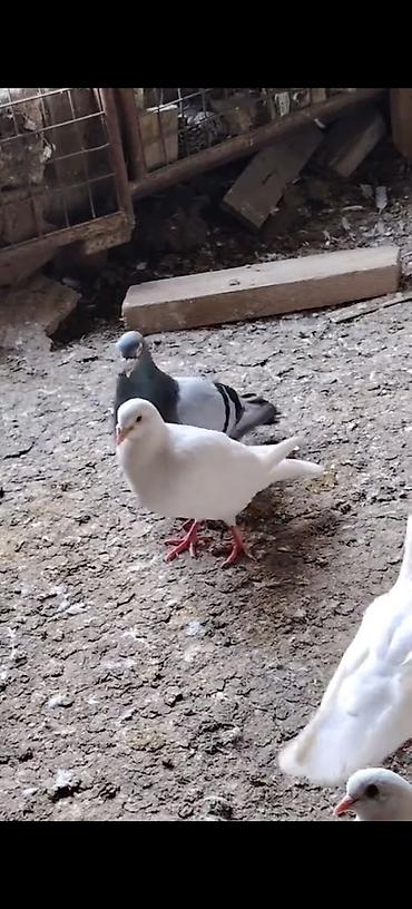 papuqay type 0: Draconlar hazir cutlerdi qisa dimdiklerdendi beleleri az azdi. Ag — 3