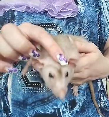 Кемирүүчүлөр: Питомник крыс Rat Haus Love . Предлагает пару молодых крыс . Мальчик — 6