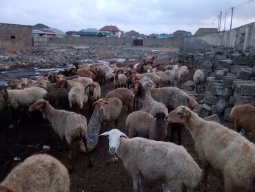 Qoyunlar, qoçlar: Dişi, il: 5, 55 kq, Ətlik, Ünvandan götürmə — 6