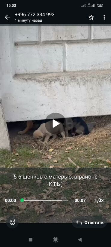 Отдам даром собаку: ‼️‼️‼️срочно нужен любящий хозяин номера телефонов указаны на фото at lalafo.kg — 13 Отдам даром собаку: ‼️‼️‼️срочно нужен любящий хозяин номера телефонов указаны на фото — 13