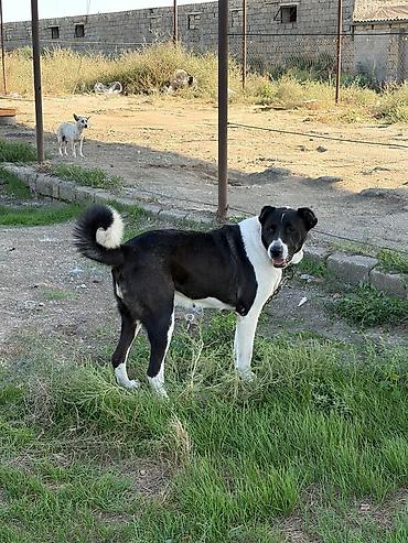 ovcharka balasi satilir: Qurdbasar, 2 il, Dişi, Peyvəndli, Rayonlara çatdırılma — 6