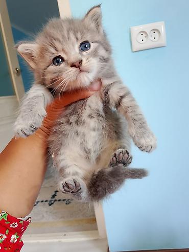 кошки сиамская: Котята, домашние, ручные Описание: - Очаровательные малыши с голубыми — 10