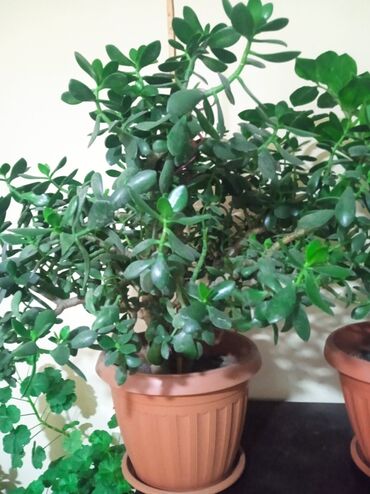 лимонное дерево: Комнатный цветок денежное дерево, большой и отлично украсить Ваш дом