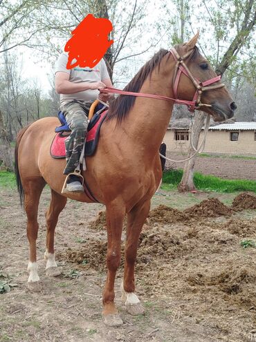 Лошади, кони: Продаю жеребца возраст 5 лет рост 1 57 порода данчяк Россия
