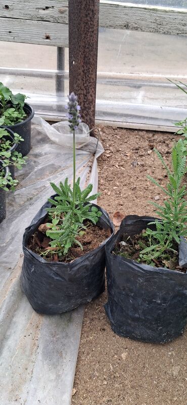 Tinglər: Lavanda (Lavandula) tingləri – ətirli, dekorativ və faydalı çoxillik — 10