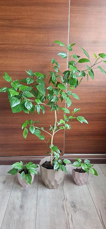 hilba bitkisi nedir: Hibiskus (Çin qızılgülü) otaq bitkisi – ana bitki və 2 ədəd — 3
