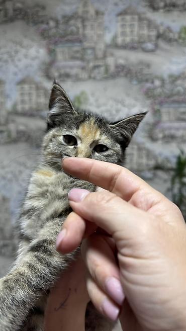 кошка золотая шиншила: Котёнок, окраска бело-рыжая (пятнистый), короткошёрстный. Большие — 7
