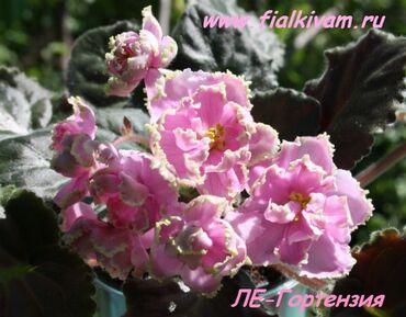 Фиалки и глоксинии: 🌱🌺🌱 Продаю сортовые ДЕТКИ стандартных, трейлерныхмини и полумини — 28