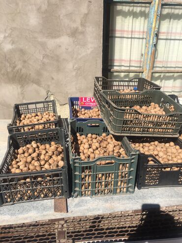 Фрукты и ягоды: Продаю орехи по 150 сом килограмм с.Арашан