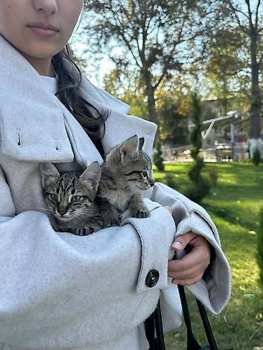 Два котёнка-тигра — короткошёрстные серо-полосатые. Мальчик девочка