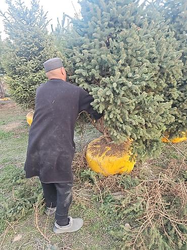 живая елка купить: Живая ель/пихта в коме земли (закрытая корневая система) - — 2