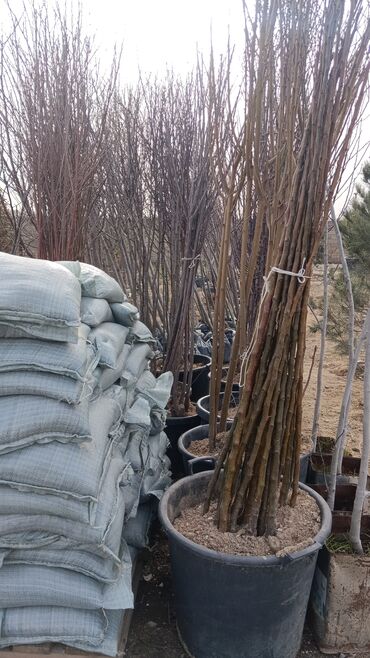 Torpaq sahələrinin satışı: Kənd təsərrüfatı, Mülkiyyətçi — 6