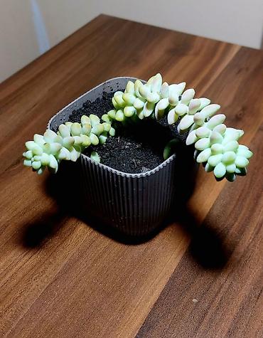 Otaq bitkiləri: Qara plastik qabda olan bu şirəli bitki otağınıza və ya ofisinizə — 7