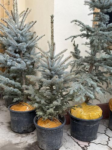 Ель: Продаются местные голубые ели пышной формы, с хорошим земляным комом — 7